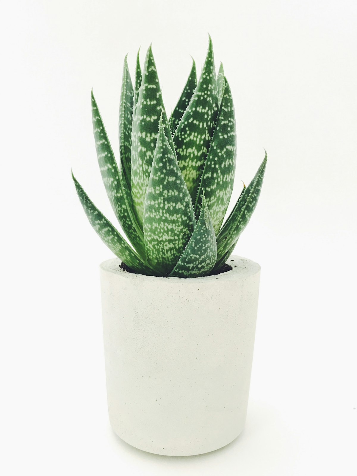 Free snake plant with pot photo